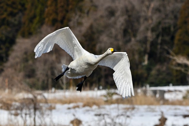 Free download swan whooper swan winter snow free picture to be edited with GIMP free online image editor