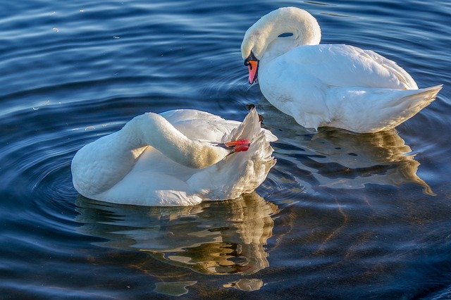 تنزيل Swan Winter مجانًا - صورة مجانية أو صورة لتحريرها باستخدام محرر الصور عبر الإنترنت GIMP
