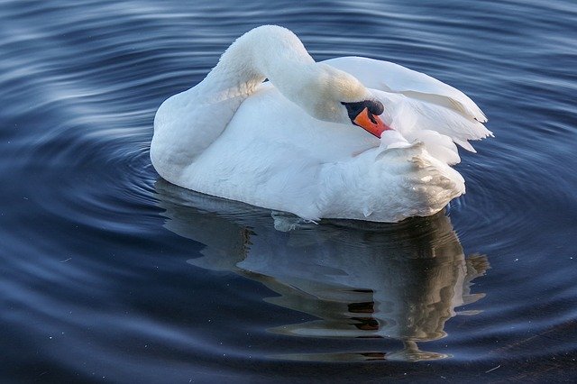 Free picture Swan Winter Water -  to be edited by GIMP free image editor by OffiDocs