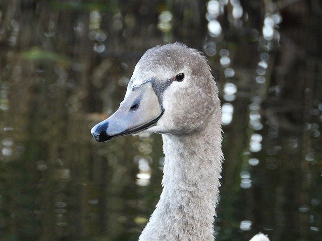Free picture Swan Young Animal Grey -  to be edited by GIMP free image editor by OffiDocs