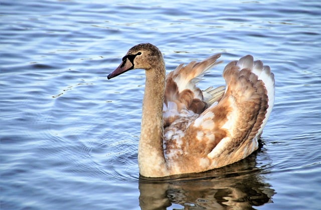 Free download swan young feathers pup feathering free picture to be edited with GIMP free online image editor