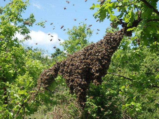 Free download Swarm Apiary Beekeeper -  free photo or picture to be edited with GIMP online image editor