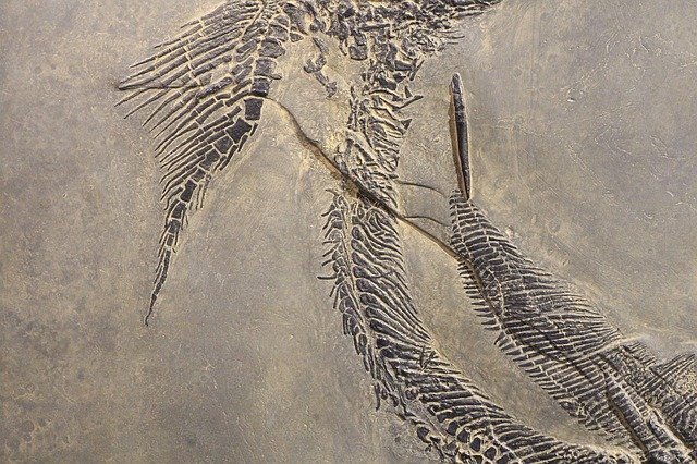 Download grátis Süßwasserhai Fossil Museum - foto ou imagem grátis para ser editada com o editor de imagens online GIMP