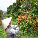 Sweet and Fragrant Lychee Clusters  screen for extension Chrome web store in OffiDocs Chromium