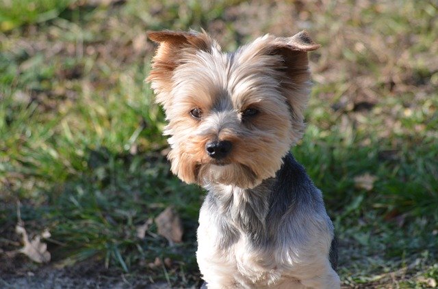 Скачать бесплатно Sweet Charming Dog - бесплатное фото или изображение для редактирования с помощью онлайн-редактора изображений GIMP