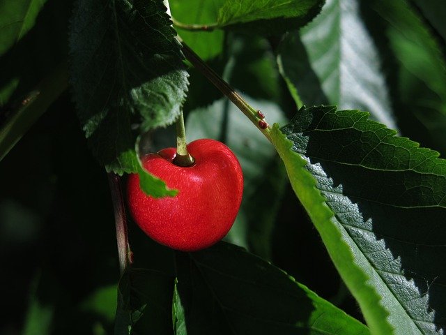 Free picture Sweet Cherry Red Ripe -  to be edited by GIMP free image editor by OffiDocs