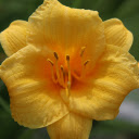 Sweet flower  screen for extension Chrome web store in OffiDocs Chromium