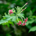 Sweet Fragrant Flowers  screen for extension Chrome web store in OffiDocs Chromium