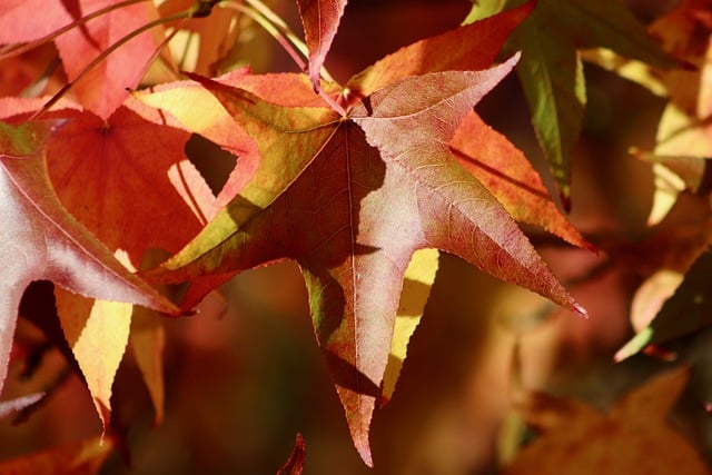 Free download sweetgum american amber tree free picture to be edited with GIMP free online image editor