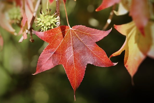 Free download sweetgum starfish tree red leaf free picture to be edited with GIMP free online image editor