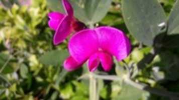 Free download Sweet Pea Pictures free photo or picture to be edited with GIMP online image editor