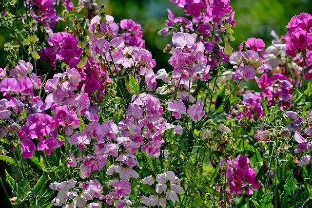 Kostenloser Download Sweet Peas Lathyrus Flora - kostenloses Foto oder Bild zur Bearbeitung mit GIMP Online-Bildbearbeitung