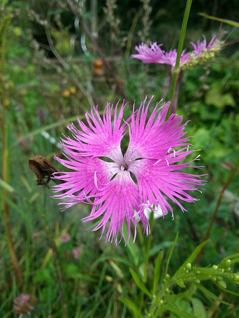 免费下载 Sweet William Carnation Pink - 使用 GIMP 在线图像编辑器编辑的免费照片或图片