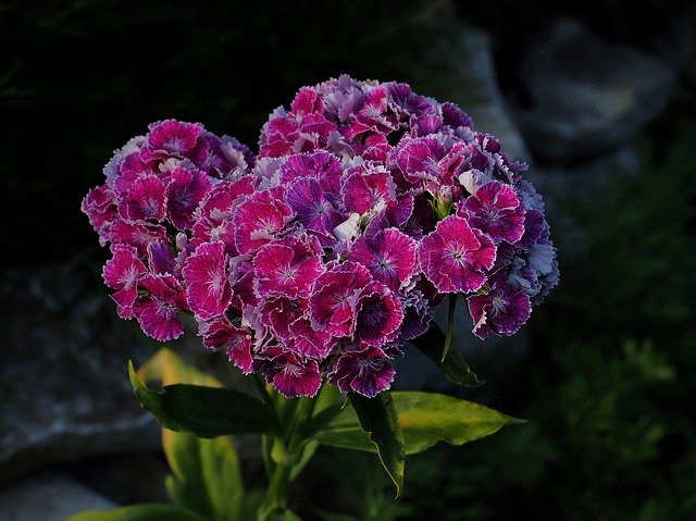Free download Sweet William Garden Flower -  free photo or picture to be edited with GIMP online image editor