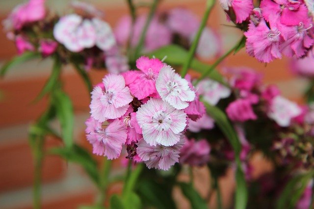 Free download Sweet William Œillet Flowers -  free photo or picture to be edited with GIMP online image editor