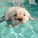 Swimming dog wallpaper  screen for extension Chrome web store in OffiDocs Chromium