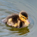 Swimming Duck  screen for extension Chrome web store in OffiDocs Chromium