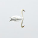 Swimming swans  screen for extension Chrome web store in OffiDocs Chromium