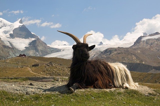 Download gratuito Switzerland Goat Nature: foto o immagine gratuita da modificare con l'editor di immagini online GIMP