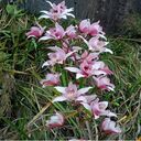 Sword orchid wallpaper  screen for extension Chrome web store in OffiDocs Chromium