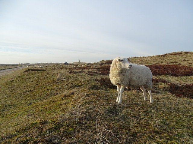 Téléchargement gratuit Sylt Elbow Sheep - photo ou image gratuite à éditer avec l'éditeur d'images en ligne GIMP