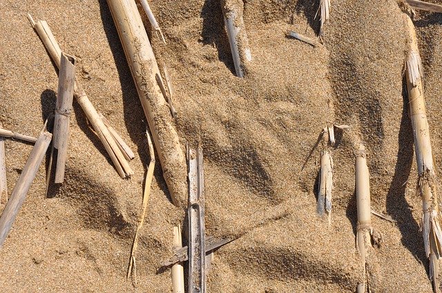 Téléchargement gratuit de Sylt Mussels Sand - photo ou image gratuite à éditer avec l'éditeur d'images en ligne GIMP