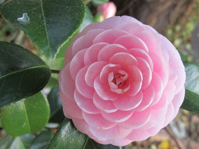قم بتنزيل Symmetrical Flower Pink مجانًا - صورة أو صورة مجانية ليتم تحريرها باستخدام محرر الصور عبر الإنترنت GIMP