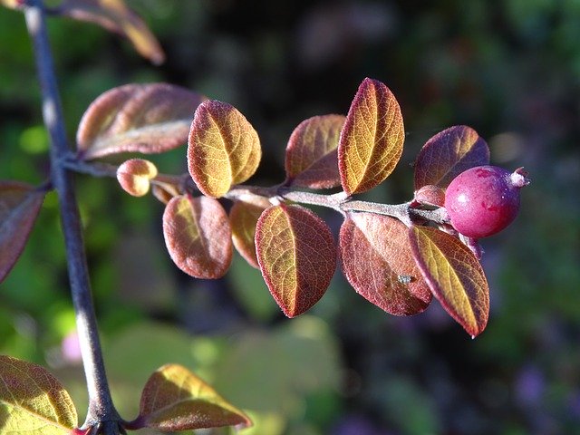 Descarga gratuita Symphoricarpos Shrub Leaf: foto o imagen gratuita para editar con el editor de imágenes en línea GIMP