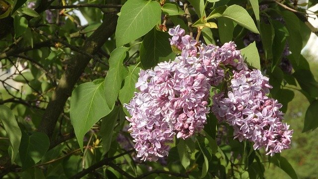 Free download Syringa Lilac Shrub Flowers -  free photo or picture to be edited with GIMP online image editor
