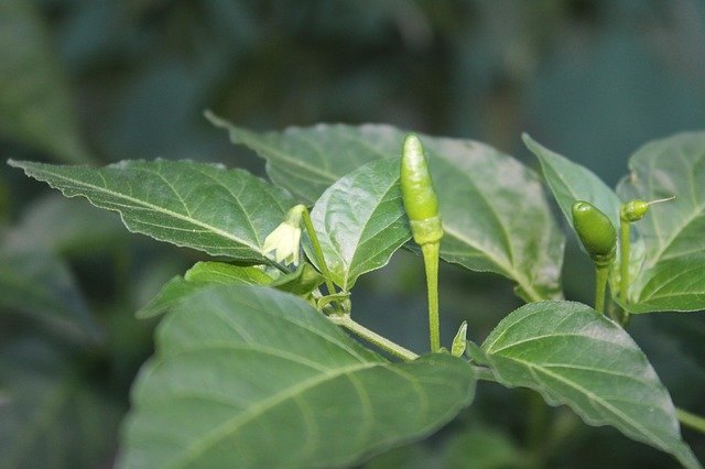 Free download Tabasco Ajì -  free photo or picture to be edited with GIMP online image editor