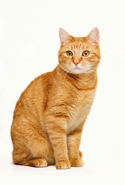 Free download tabby cat cat pet animal free picture to be edited with GIMP free online image editor