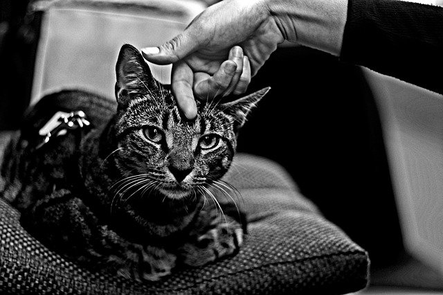 Free download Tabby Cat CatS Eyes Hand Rubbing -  free photo or picture to be edited with GIMP online image editor
