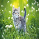Tabby Cat Wallpaper  screen for extension Chrome web store in OffiDocs Chromium