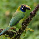 TACANET BIRD THEME  screen for extension Chrome web store in OffiDocs Chromium