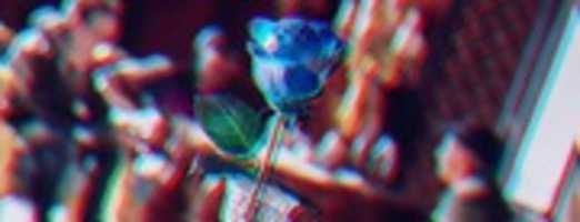 Free download Taemin Blue rose free photo or picture to be edited with GIMP online image editor