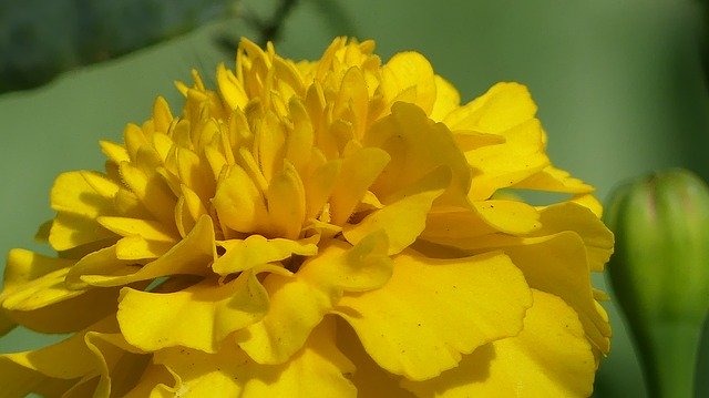 Free download Tagete Flower Nature -  free photo or picture to be edited with GIMP online image editor