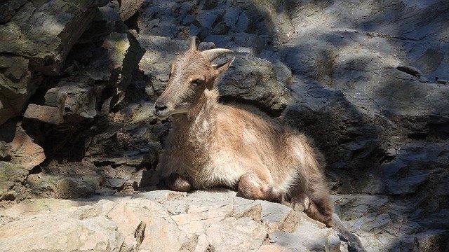 Free download Tahr Himalayan Hemitragus -  free photo or picture to be edited with GIMP online image editor