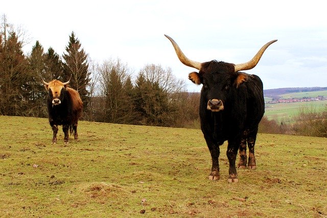 Free download Tail Cattle Aurochs Bull -  free photo or picture to be edited with GIMP online image editor