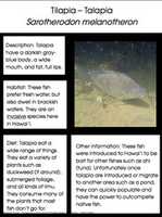 Free download talapia free photo or picture to be edited with GIMP online image editor