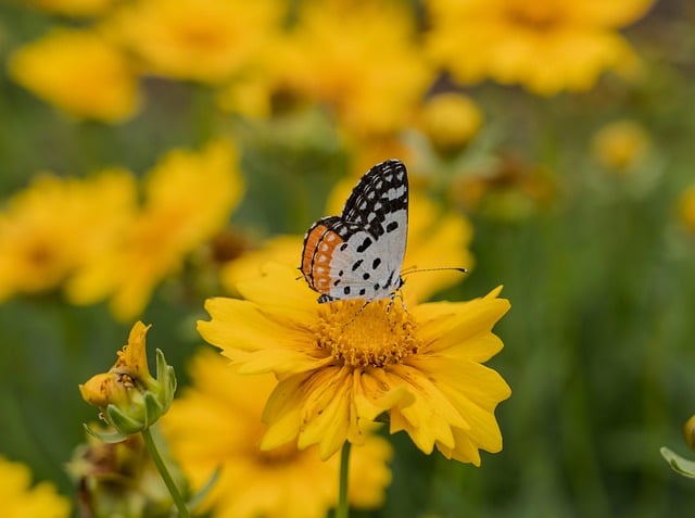 Free download talicada nyseus talicada butterfly free picture to be edited with GIMP free online image editor