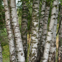 tall and long tree  screen for extension Chrome web store in OffiDocs Chromium