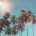 Tall coconut tree  screen for extension Chrome web store in OffiDocs Chromium