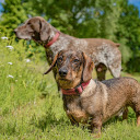 Tall dog, short dog  screen for extension Chrome web store in OffiDocs Chromium