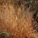 Tall dry grass  screen for extension Chrome web store in OffiDocs Chromium