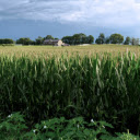 Tall green corn fields  screen for extension Chrome web store in OffiDocs Chromium