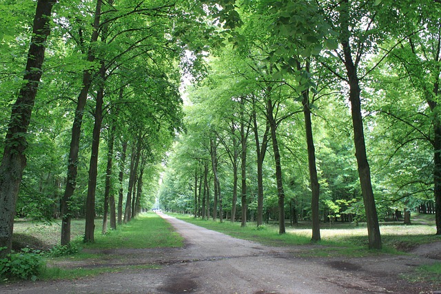Free download tall straight trail scenery walk free picture to be edited with GIMP free online image editor