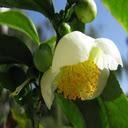 Tamanu flower wallpaper  screen for extension Chrome web store in OffiDocs Chromium
