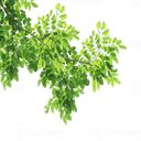 tamarind tree wallpaper...  screen for extension Chrome web store in OffiDocs Chromium