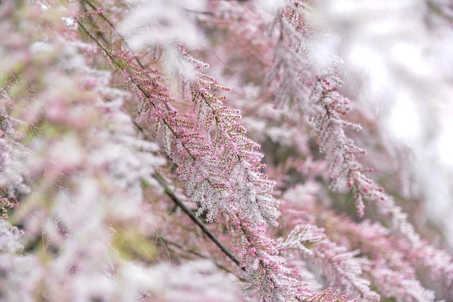 Free download tamarisk shrub plant blossoms pink free picture to be edited with GIMP free online image editor