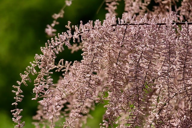Free download tamarisk tamarind flowering branches free picture to be edited with GIMP free online image editor